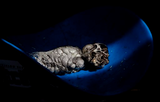 Illustration for article titled This Revolting Fungus Could Make You Younger And Healthier